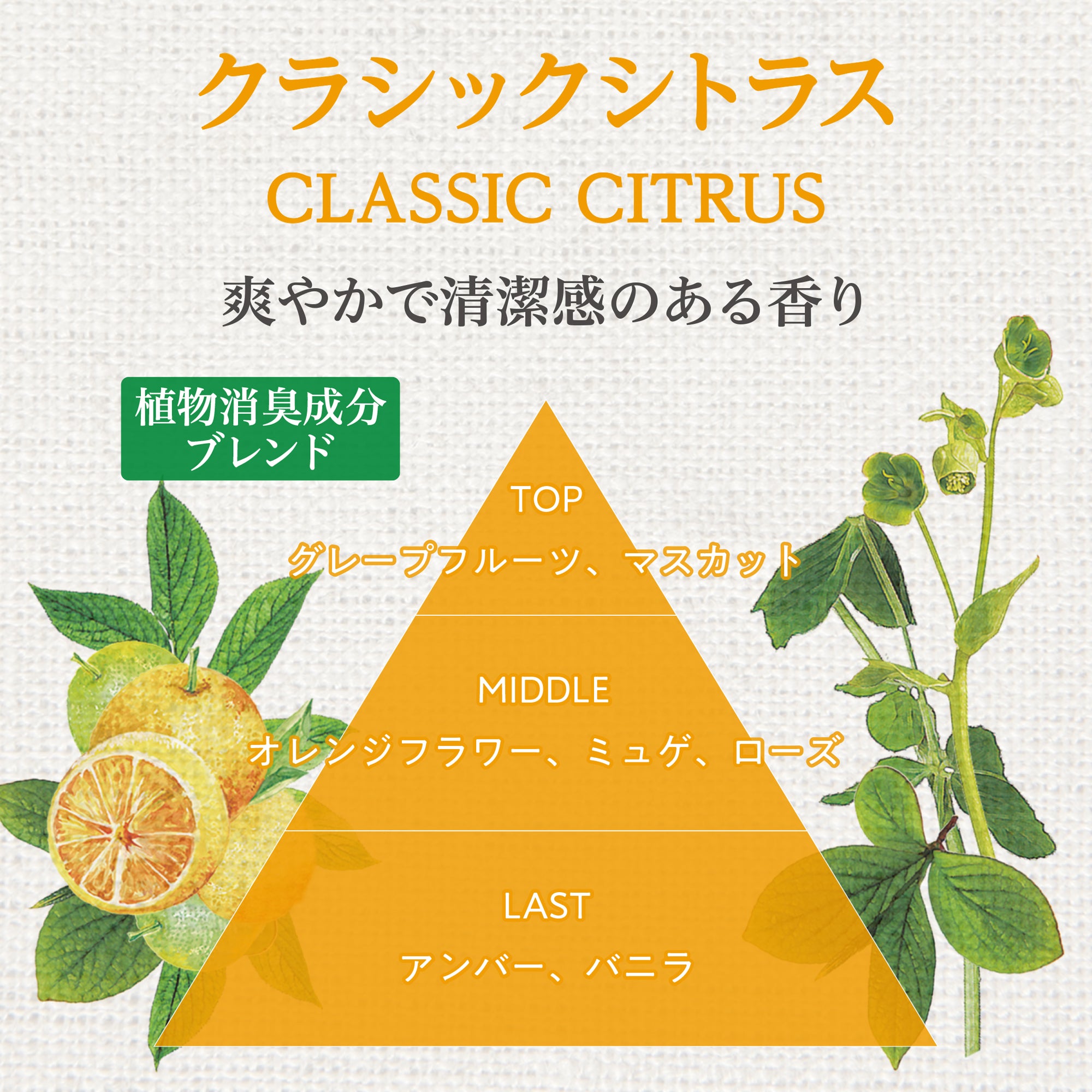 ラマージュ ナチュラル クラシックシトラス | カーフレグランス | 晴香堂